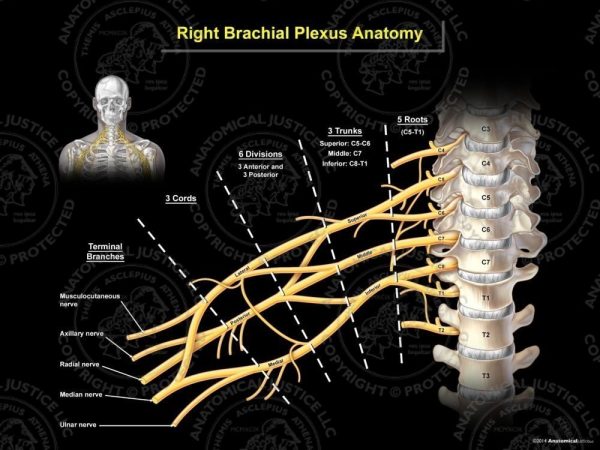 Right Brachial Plexus Anatomy