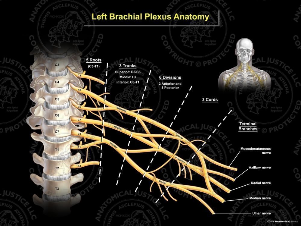 Left Brachial Plexus Anatomy