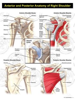 Anterior and Posterior Anatomy of the Right Shoulder