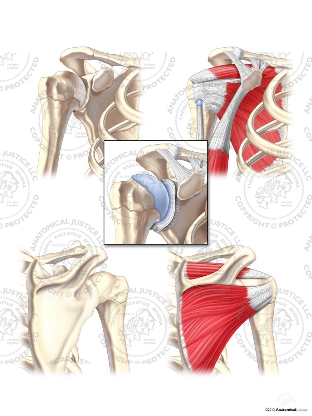 Anterior and Posterior Anatomy of the Right Shoulder – No Text