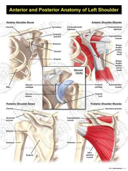 Anterior and Posterior Anatomy of the Left Shoulder
