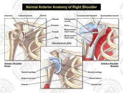 Anterior Anatomy of the Right Shoulder