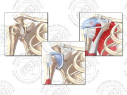 Anterior Anatomy of the Right Shoulder – No Text