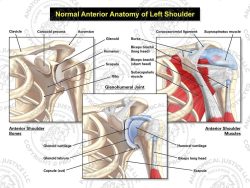 Anterior Anatomy of the Left Shoulder