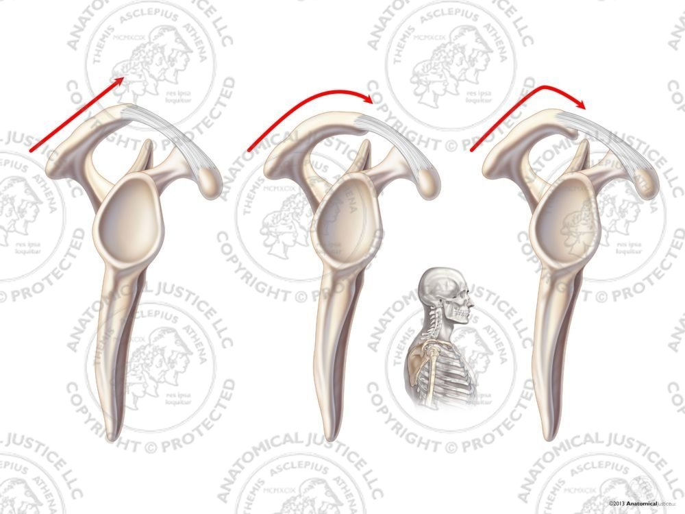 Bigliani Classification of the Right Acromion Process – No Text