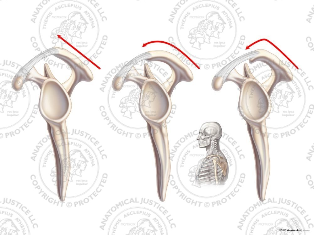 Bigliani Classification of the Left Acromion Process – No Text