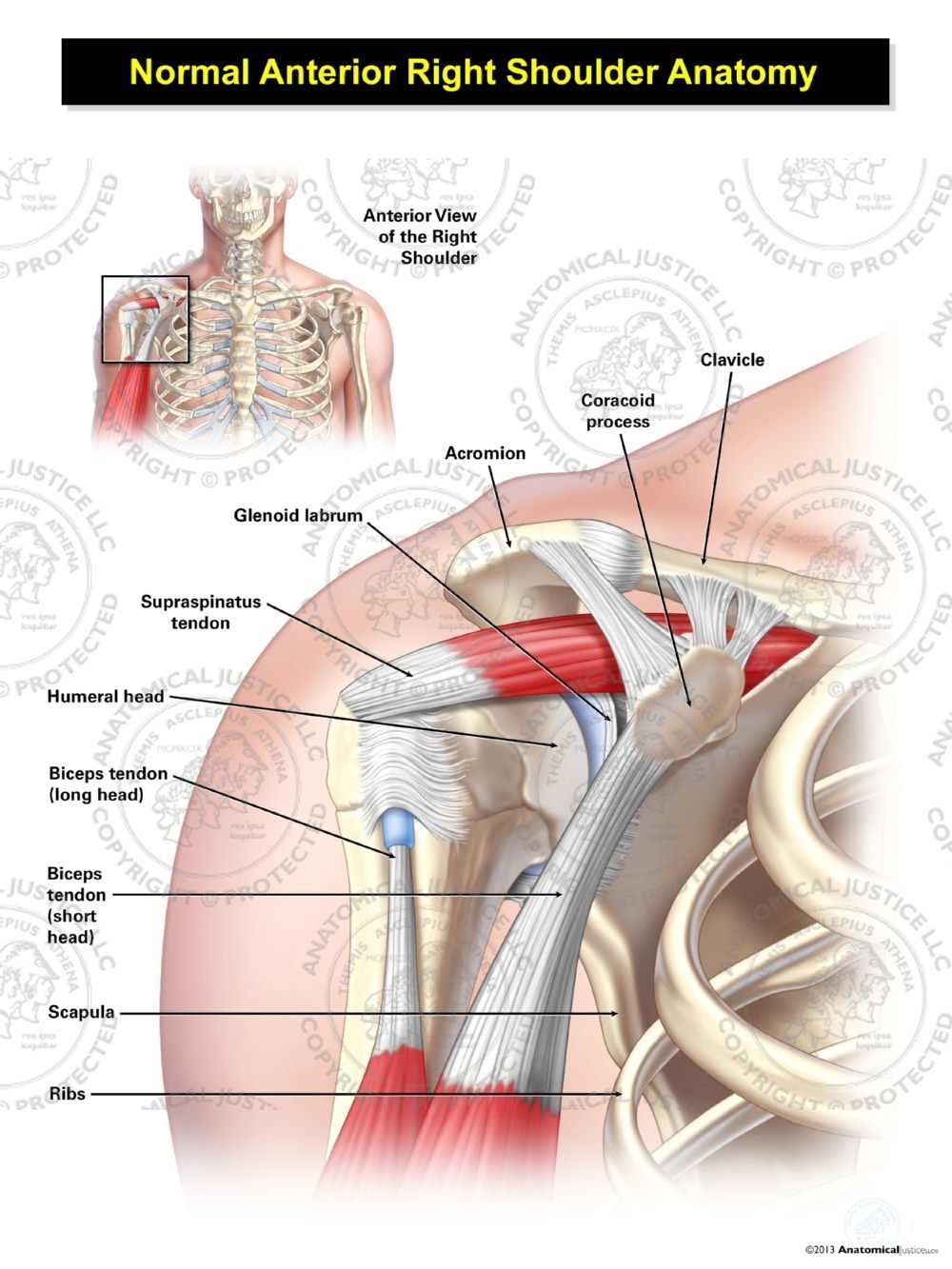 Normal Anterior Right Shoulder Anatomy