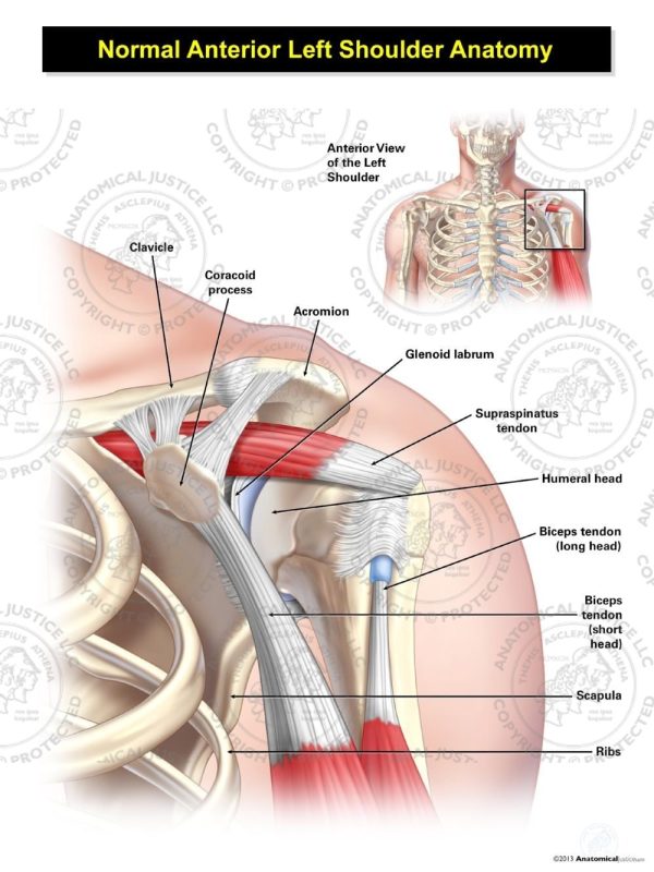 Normal Anterior Left Shoulder Anatomy