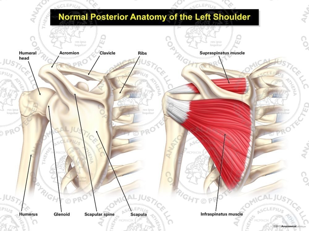 Posterior View Of The Shoulder Shoulder Anatomy Shoulder Muscle The