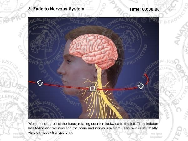 Neurological Anatomy Storyboards