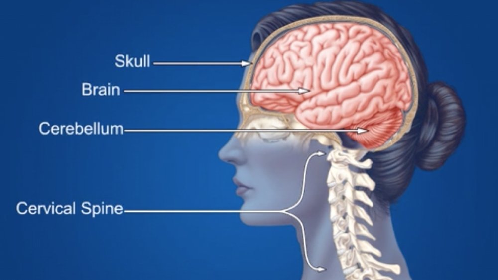Contrecoup Injury Animation – Part 1 – Anatomy and Functions of the Brain