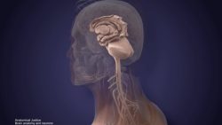 Neurological Anatomy Animation